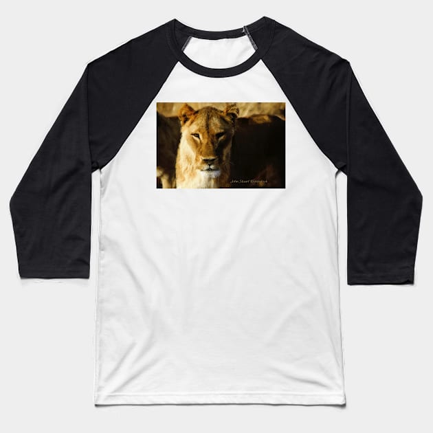 Lioness Baseball T-Shirt by johnwebbstock